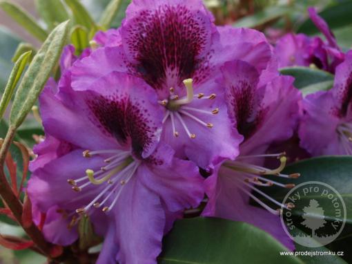 Rhododendron Alfred