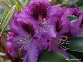 Rhododendron Alfred