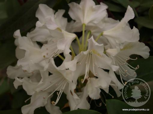 Rhododendron Cunninhim´s White