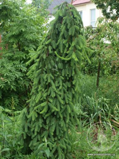 Smrk ztepilý Inversa