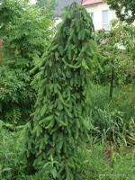 Smrk ztepilý Inversa