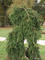 Smrk ztepilý Inversa