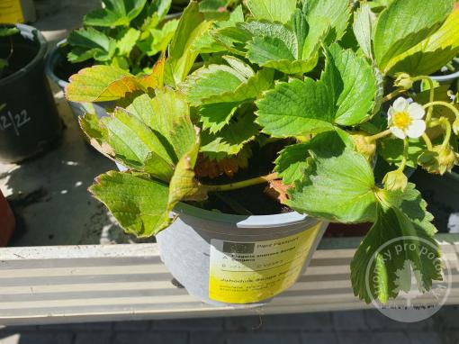 Senga Sengana jahoda