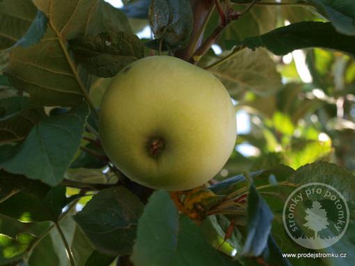 Jabloň Bláhovo (podnož semenáč, vysokokmen)