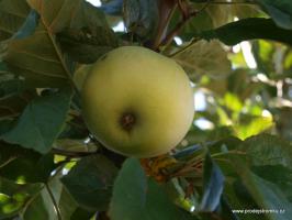 Jabloň Bláhovo (podnož semenáč, vysokokmen)