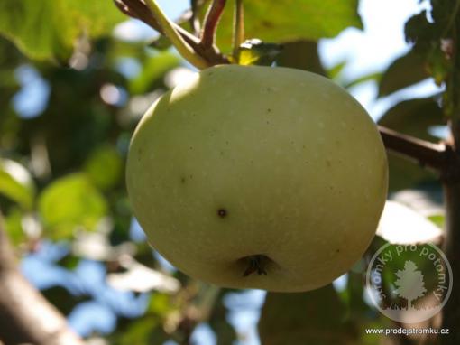 Bláhovo jabloň podnož semenáč vysokokmen