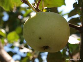 Bláhovo jabloň podnož semenáč vysokokmen