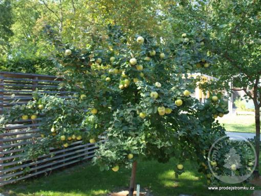 Kdoule Ludowic (kontejner)