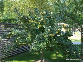 Kdoule Ludowic (kontejner)