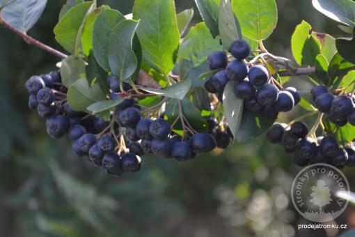 Jeřáb Aronia keřový