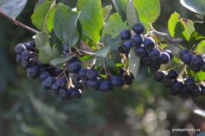 Jeřáb Aronia keřový