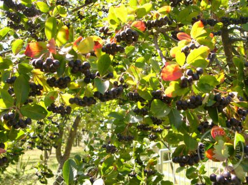 Jeřáb Aronia keřový