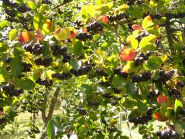Jeřáb Aronia keřový