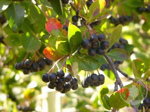 Jeřáb Aronia keřový