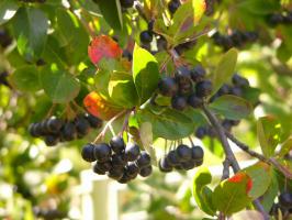 Jeřáb Aronia keřový
