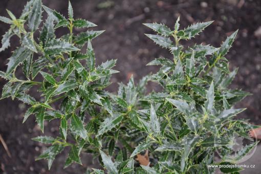 Cesmína modrá Myrtifolia