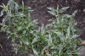 Cesmína modrá Myrtifolia