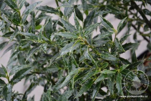 Cesmína modrá Myrtifolia