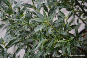 Cesmína modrá Myrtifolia