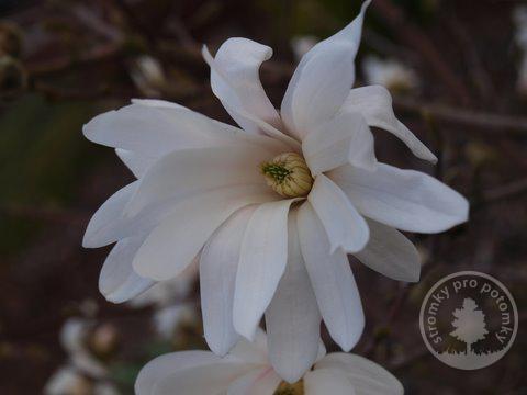 Magnolie hvězdokvětá Royal Star