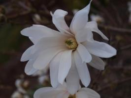 Magnolie hvězdokvětá Royal Star