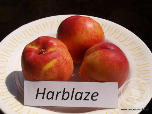 Nektarinka Harblaze (podnož Rakoniewická)