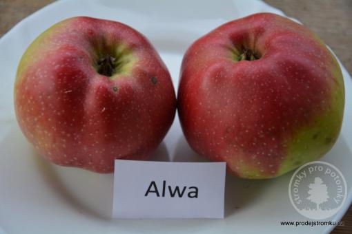 Alwa jabloň podnož M9