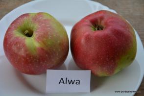 Jabloň Alwa (podnož M9)