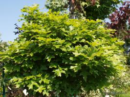 Dub bahení Green Dwarf (kmínek 150cm)