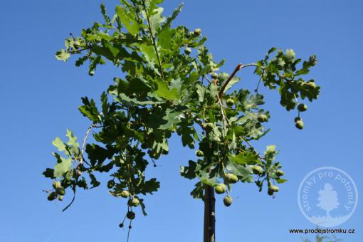 Dub letní Pendula (kmínek 150 cm)