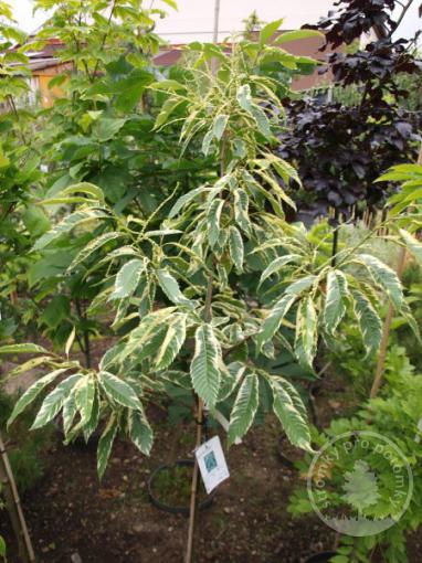 Kaštanovník setý Variegata - Jedlý kaštan