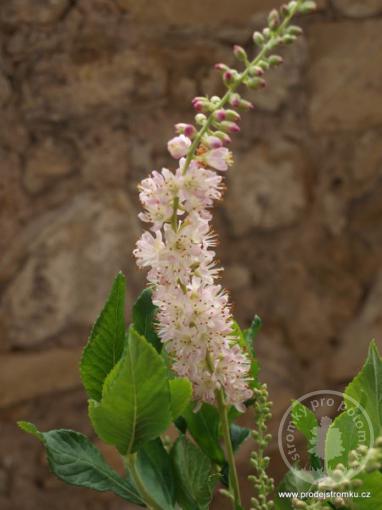 Jochovec olšolistý Pink Spire