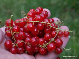 Červený rybíz Rosetta (stromkový, kontejner)