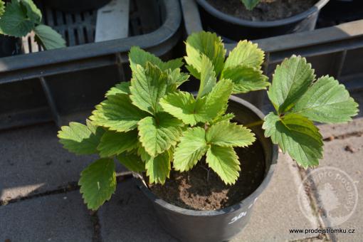 Diamante jahoda stáleplodící