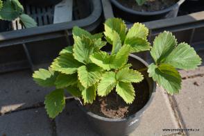 Diamante jahoda stáleplodící