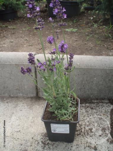 Levandule úzkolistá Aromatico Blue
