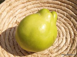 Kdoule Vranja (kontejner)