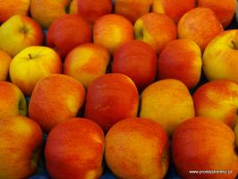 Honeycrisp jabloň podnož P60