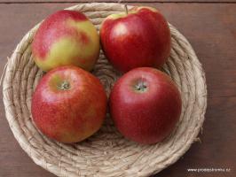 Jabloň Jonagored (podnož M26)