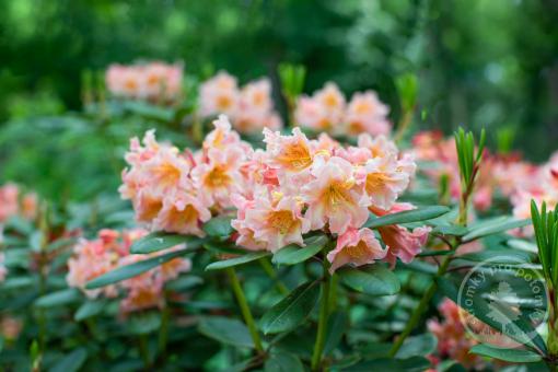 Rhododendron Tortoiseshell Orange