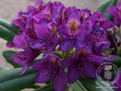 Rhododendron x hybridy Marcel Menard