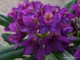 Rhododendron x hybridy Marcel Menard