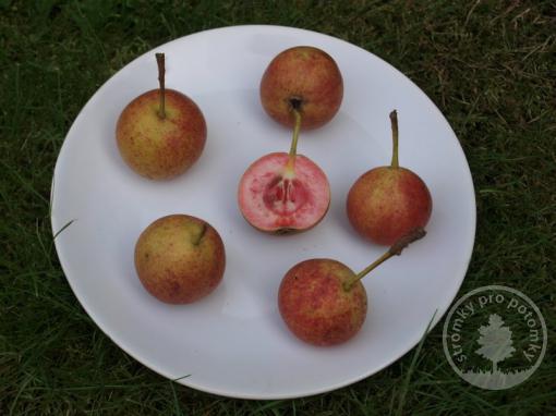 Hrušeň Krvavka (podnož Kdoule, kontejner)