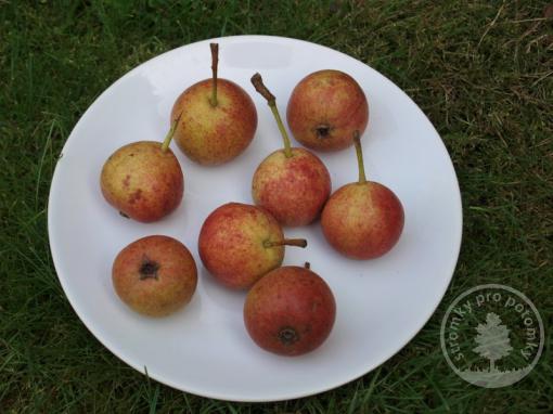 Hrušeň Krvavka (podnož Kdoule, kontejner)