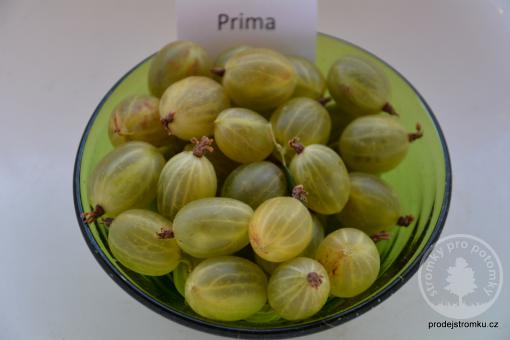 Prima angrešt