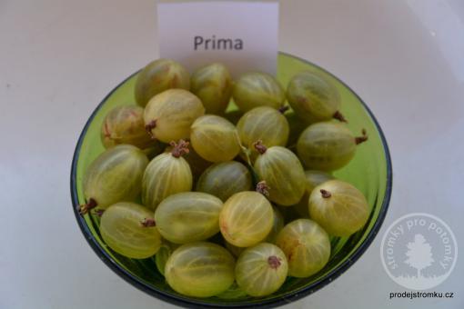 Prima angrešt