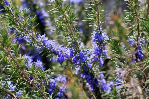 Rozmarýn 'Corsican blue'