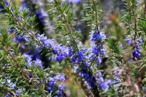 Rozmarýn 'Corsican blue'