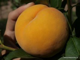 Broskvoň Catherina (podnož Montclar)