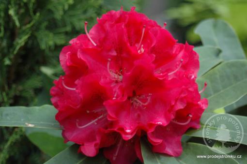 Rhododendron Wilgens Ruby
